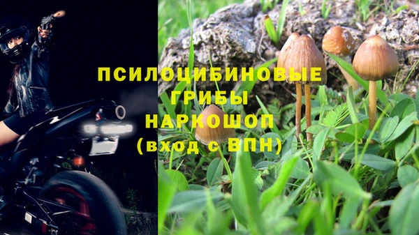 трава Белокуриха